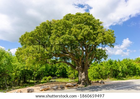 giant european hackberry tree (celtis australis) on the island of krk, croatia Royalty-Free Stock Photo #1860659497
