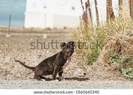 Dog walking in the field