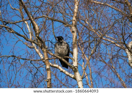 crow on a tree. forest