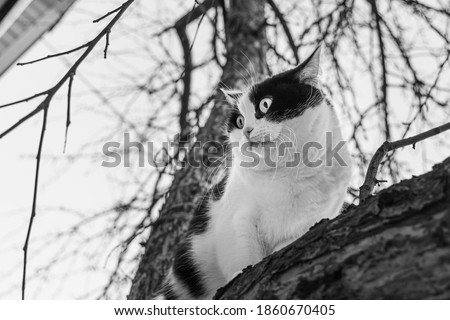 Beautiful adult young black and white cat with big eyes sits on a apple tree without foliage in the garden in autumn