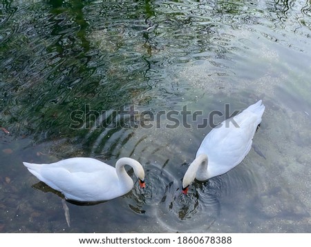 A beautiful white swan swims in the river water, Vrelo Bosne