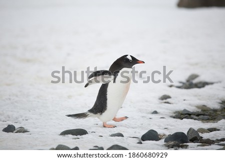 Antarctica Penguins in the Wild
