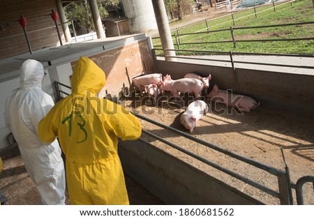 classical swine fever or hog cholera on a farm with pigs Royalty-Free Stock Photo #1860681562