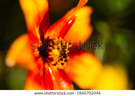 marigold with waterdrops, orange flower with waterdrops in the garden