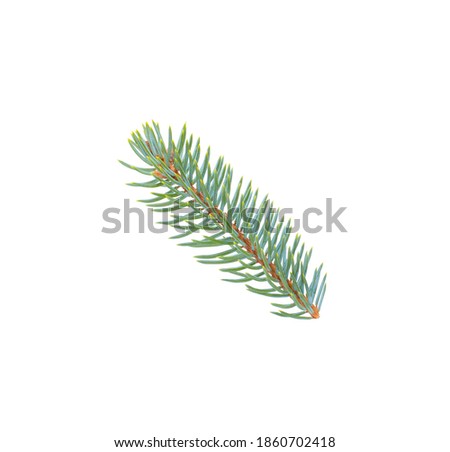 Natural blue spruce branch isolated on white background