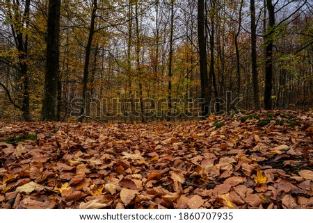 A European Beech forest in autumn colours. Picture from Scania county, southern Sweden Royalty-Free Stock Photo #1860707935