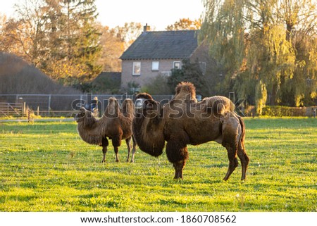 Couple of Bactrian camels in a green meadow field in The Netherlands with golden autumn colors and sunlight lighting up the grass and trees in the background and house in the background