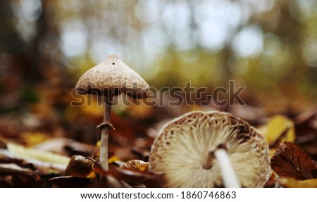 Macrolepiota procera detail of a mushroom photographed in the woods in the fall