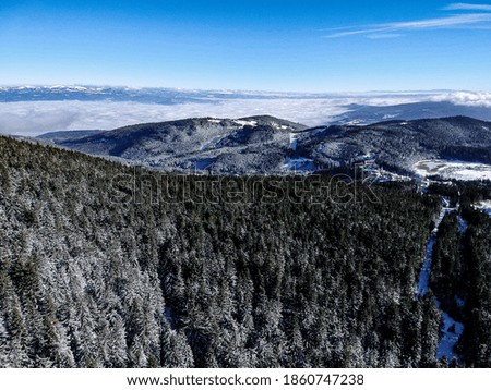 Snowy pine forest wonderful landscape