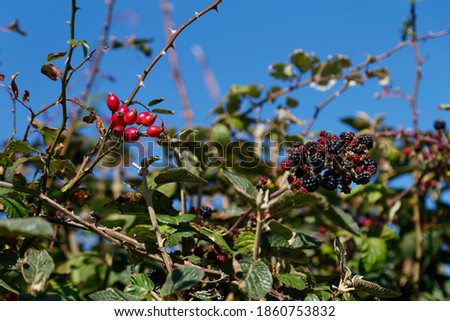 Red rose hips and blackberries in a hedgerow Dorset Royalty-Free Stock Photo #1860753832