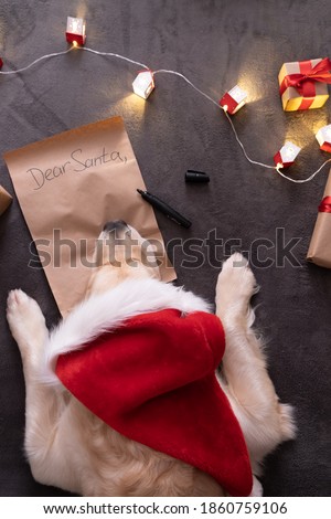 Golden retriever writes a letter to santa claus near the tree. Christmas dog.