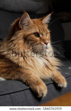 Portrait of Red Maine Coon Cat
