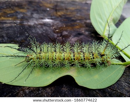 salvador, bahia , brazil - november 24, 2020: insect fire caterpillar is seen in a garden in the city of Salvador. Royalty-Free Stock Photo #1860774622