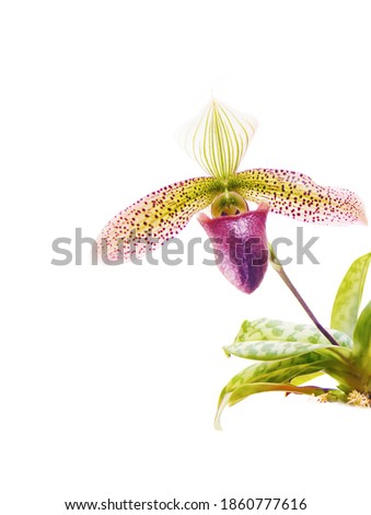 a beautiful unusual green and brown Paphiopedilum sukhakulii cross hybrid botanical orchid plant flower closeup macro isolated on white