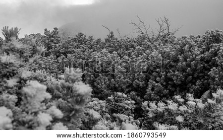 Bushes and dwarf spruce covered with ice and snow. In the background a rocky mountain covered with clouds and snow. You can see a few branches. Black and white photo taken during the day.