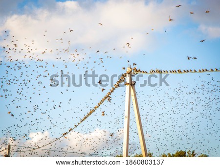 Birds On A electric Line