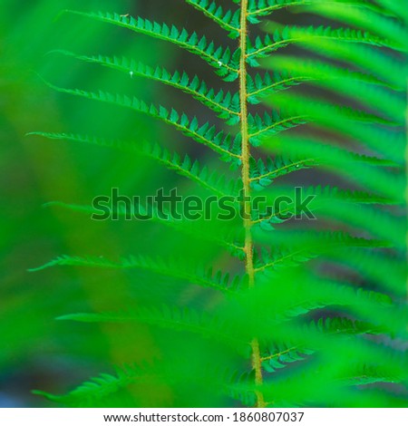 Ferns on springtime in Saja river within Cabezon de la Sal Municipality of the Autonomous Community of Cantabria in Spain, Europe