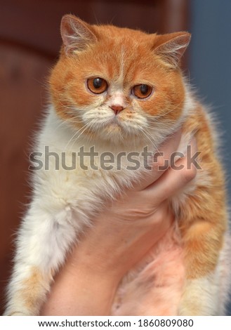 red and white cute persian cat in her arms