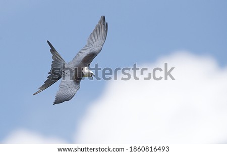 swallow tail kite Elanoides forficatus  soaring in cloudy sky with mouth open feather detail