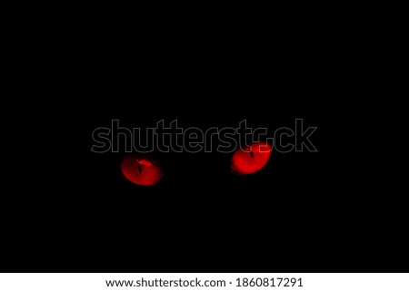 Red eyes of cat on a black background.red eye effect.