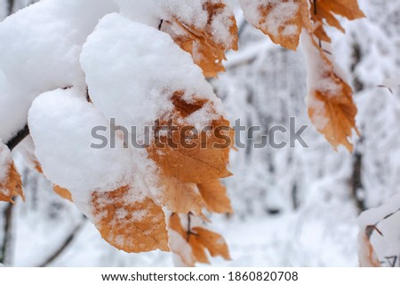 Autumn yellow orange leaf covered white snow in wood forest. Late fall and early winter. Blurred nature background with shallow dof.