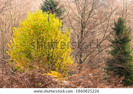 Tree during fall with beautiful colors