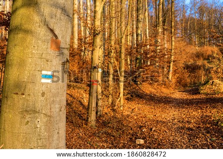 Tourist signs on the edge of a beech forest. Marking a tourist route in the Czech Republic. Autumn road.