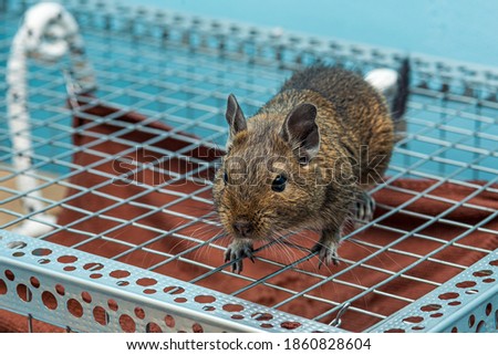 Little cute gray mouse Degu close-up. Exotic animal for domestic life. The common degu is a small hystricomorpha rodent endemic from Chile. 