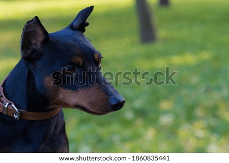 Pinscher dog. Selective focus with blurred background. Shallow depth of field.