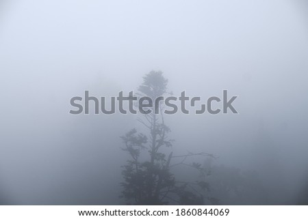 Single tree protruding from the thick fog in Sintra-Cascais Natural Park, Portugal