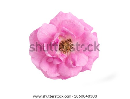 Damask rose or Pink damask rose flower placed isolated on white background by paths.top view, flat lay. Royalty-Free Stock Photo #1860848308
