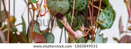 Panoramic Ceropegia woodii pink flowers and green leaves. Chain collar of hearts, string of hearts, rosary vine,hearts-on-a-string, sweetheart vine, banner