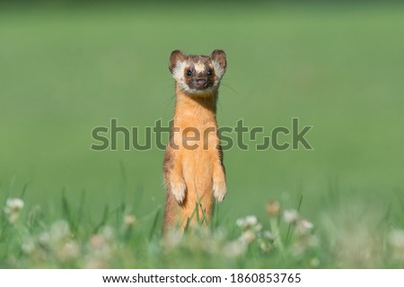 Cute Short-Tailed Weasel isolated on Green Background Royalty-Free Stock Photo #1860853765