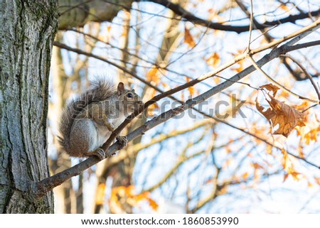 Gray squirrel standing on a branch without leaves. With copy space