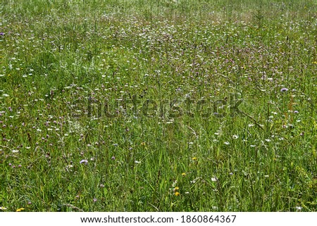 background - blooming july wild meadow of temperate latitudes
