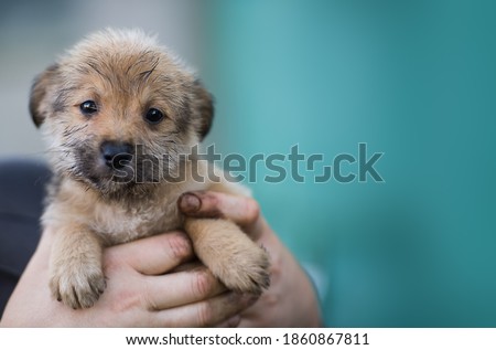 Puppy in the hands of a farmer. Rescue Animal. Homeless dog. Royalty-Free Stock Photo #1860867811