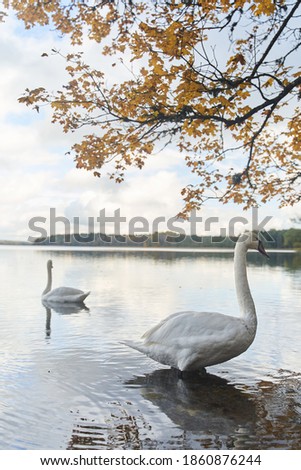 White swans swim in the lake. Kaliningrad region.