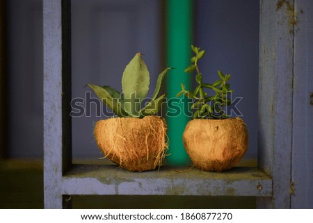 coconut potted plants on a ledge Royalty-Free Stock Photo #1860877270