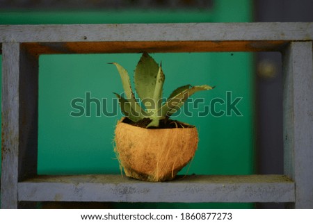 coconut potted plants on a ledge Royalty-Free Stock Photo #1860877273