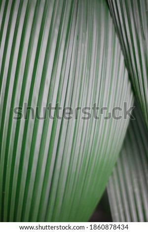 green stipped leaf texture background Royalty-Free Stock Photo #1860878434