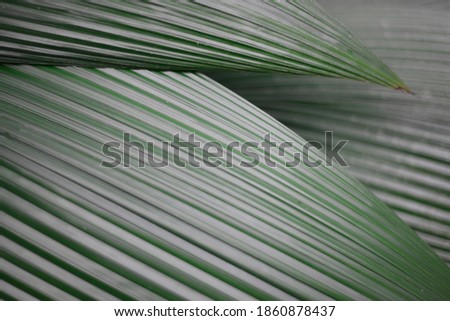 green stipped leaf texture background Royalty-Free Stock Photo #1860878437