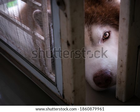 The White Brown Siberian Husky Dog Looked at The Camera and Lying in front of The Old Iron Door
