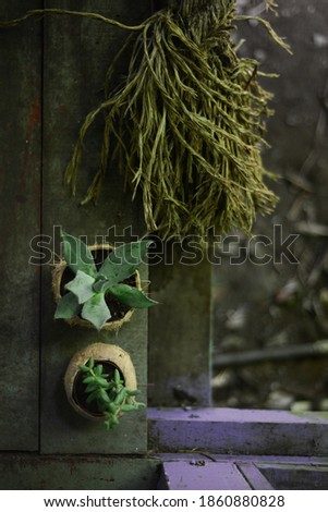 plants on a wooden beach path  Royalty-Free Stock Photo #1860880828