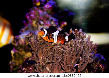 Amphiprion Ocellaris Clownfish - The most popular saltwater fish in reef aquarium tanks
