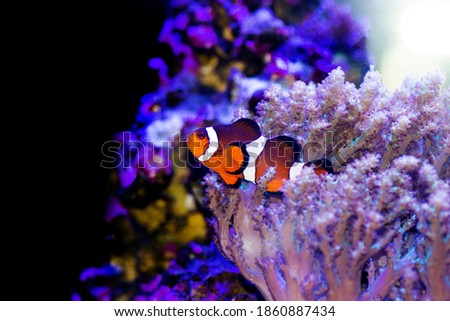 Amphiprion Ocellaris Clownfish - The most popular saltwater fish in reef aquarium tanks