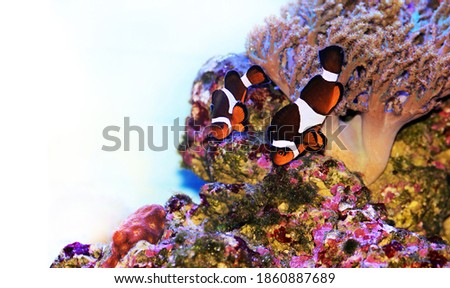 Posterization image of Amphiprion Ocellaris Clownfish - The most popular saltwater fish in reef aquarium tanks