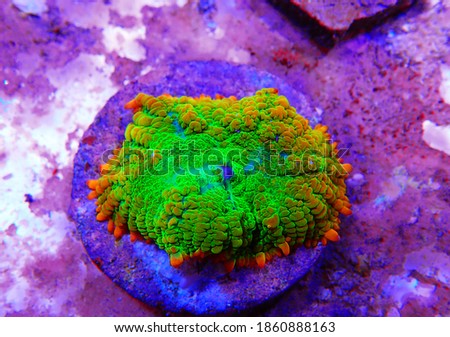 Rare Sun Stone Rhotactis mushroom coral polyp