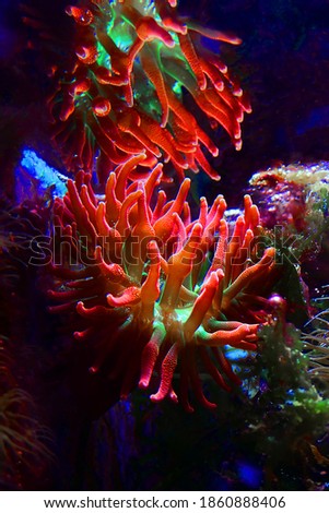 Multicolored Bubble-tip anemone - Entacmaea quadricolor