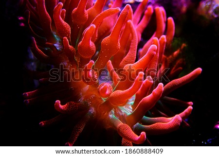 Multicolored Bubble-tip anemone - Entacmaea quadricolor