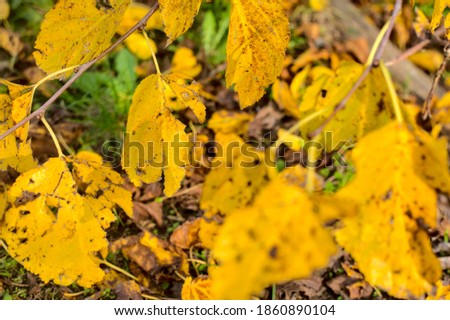 Foliage on a branch in autumn with the ground as background